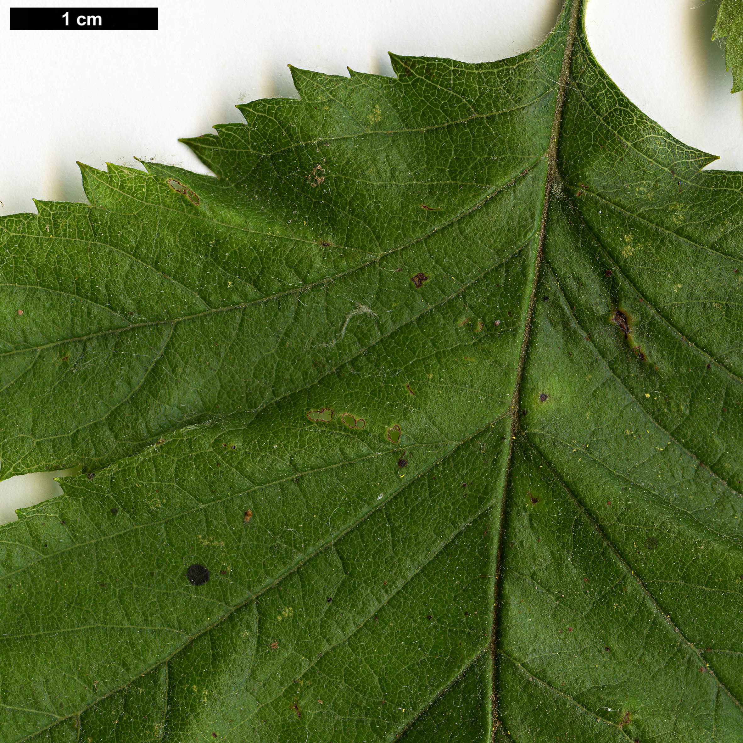 High resolution image: Family: Rosaceae - Genus: Crataegus - Taxon: texana